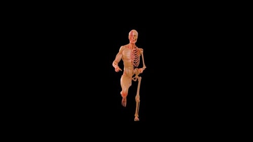 Skeleton Menschliches Laufen
