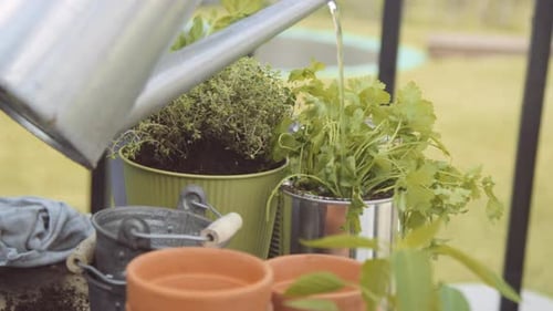 Watering Can Pouring Water on Herb Plants