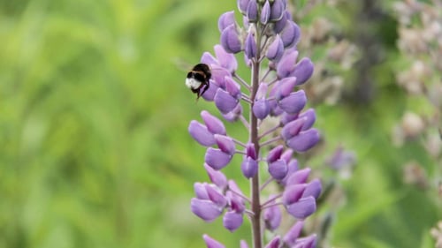 Bumblebee Drink Nectar from Lupin in the Meadow with Bees