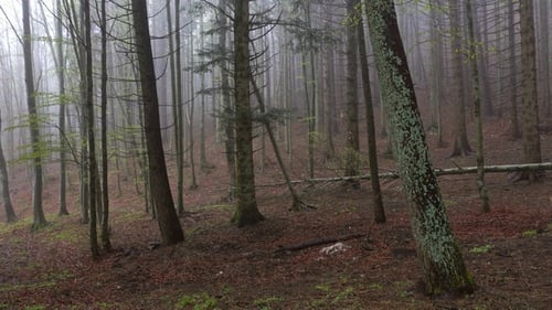 Landscape in Spring Forest Misty Morning