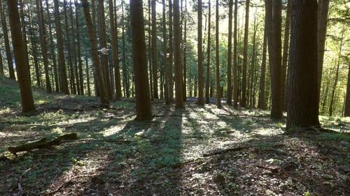 Rays of the Sun in the Spring Forest, Tilt View