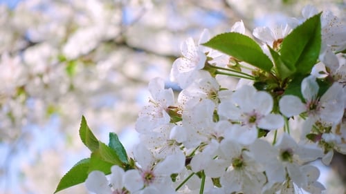 Flowering Tree Branch with White Blossoms in Spring