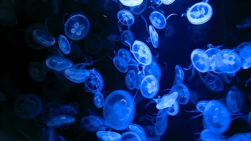 Fundo subaquático de água-viva