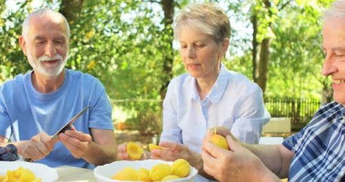 Senior couples removing seeds of apricot fruits in garden