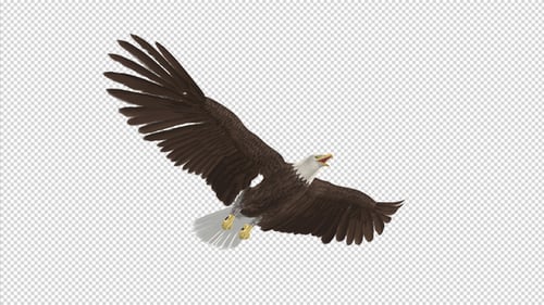 Eagle - Bald - Flying Loop - Down Angle - 4K