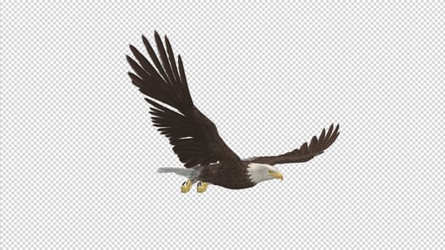 Eagle - Chauve - Boucle volante - Angle latéral - 4K
