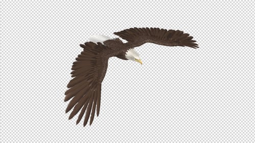 Eagle - Bald - Flying Loop - Top Side Angle - 4K