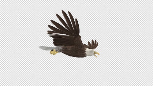 Eagle - Bald - Flying Loop - Side View - 4K