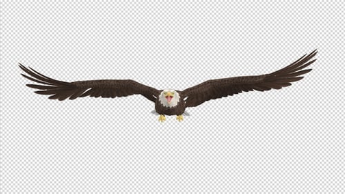 Eagle - Bald - Flying Loop - Front View - 4K