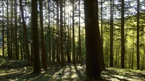 Rays of the Sun in the Spring Forest, Panorama