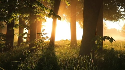Magnifique lever de soleil brumeux dans la forêt d'été