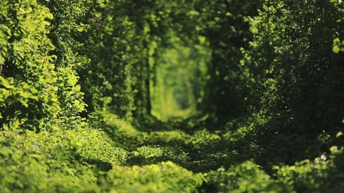 Beautiful Tunnel of Green Trees
