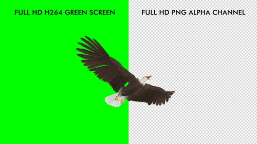 Eagle - Bald - Flying Loop - Down Angle View