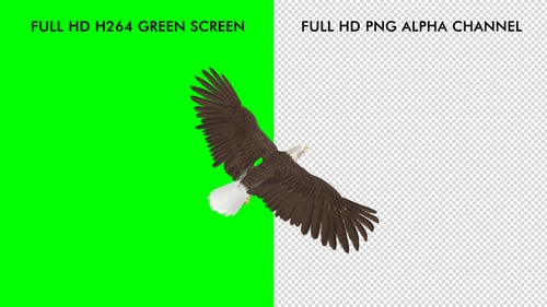 Eagle - Bald - Fliegende Schleife - Ansicht von oben