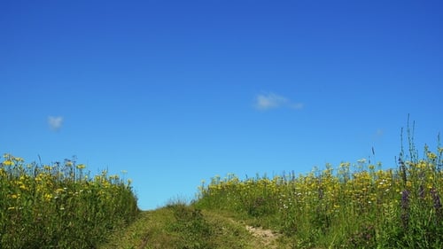 Country Road in Beautiful Summer Field with Wild Flowers