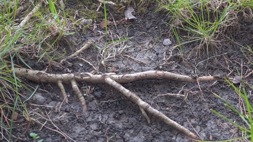 Tree Roots in Northern Forest