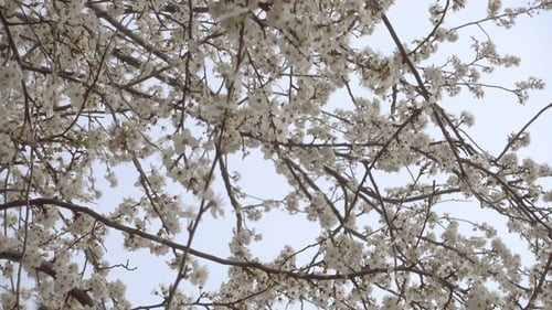 Blooming White Tree Blossoms in Spring