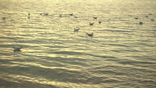 Os pássaros nadam na água sob os raios do pôr do sol.