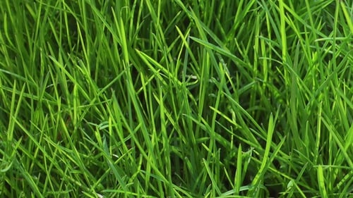 Hellgrünes Gras, frischer Rasen, Garten
