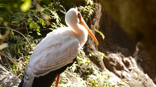 Stunning Yellow-Billed Stork Resting in Green Foliage