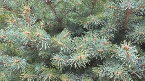 Natural Background, Fir Tree Branch Sways on a Wind