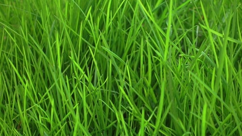 Schönes frisches hellgrünes Gras, Rasen