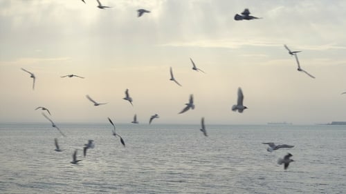 Majestic Sunset and Birds Fly Over Water