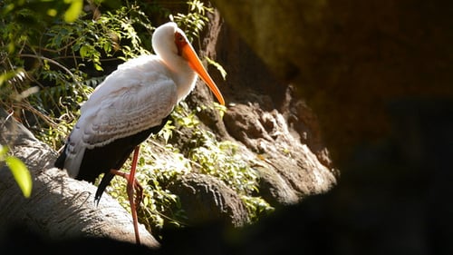 Yellow-Billed Stork Resting in Tropical Setting