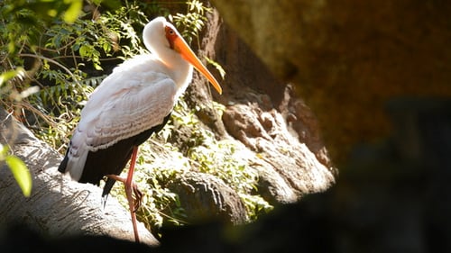 Elegant Yellow-Billed Stork Resting on Branch in Jungle