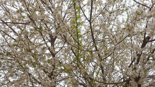 Beautiful Blooming Apricot Tree in the Garden