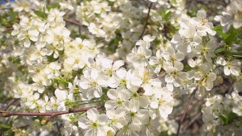 Blooming Branch With Bee Gathering Pollen In Spring