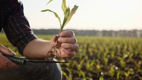 Farmer on the Field Examines Corn Sprouts in Spring