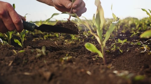 Farmer on the Field Examines Corn Sprouts in Spring