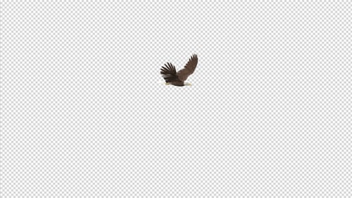 Águila - Calva - Volando alrededor - Bucle transparente - 4K