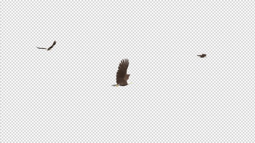 Three Bald Eagles - Flying Around - Transparent Loop - 4K