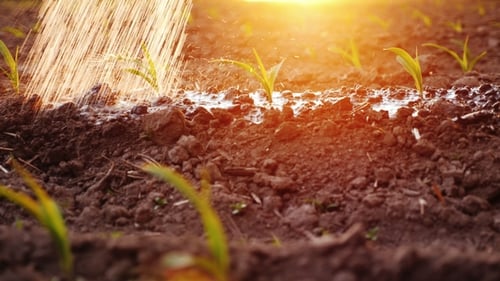 Water Jets Water Young Shoots on the Field. At Sunset with Beautiful Glare. Irrigation and