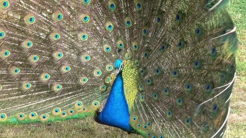 Peacock Displays Colorful Plumage in Natural Habitat