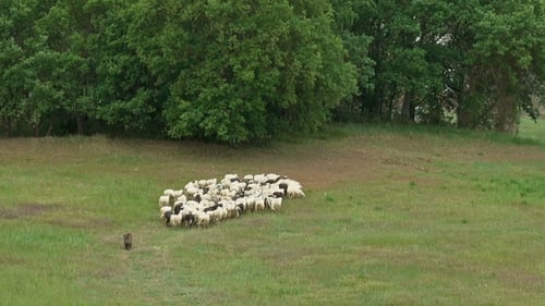 Flock of Sheep Watched By Dog on Field in Tuscany