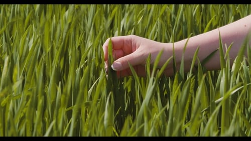 Agriculture, Woman Hand Touching Wheat Crops at Farm