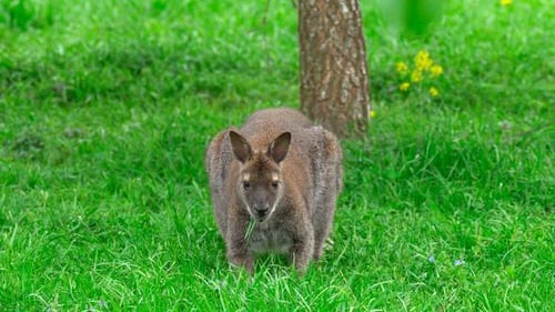 Wallaby