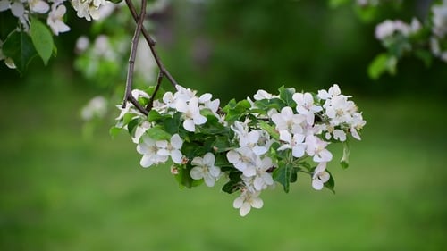 Zweig des blühenden Apfelbaums im Frühling