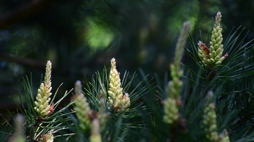 Sprig of Pine with Young Cones in Spring