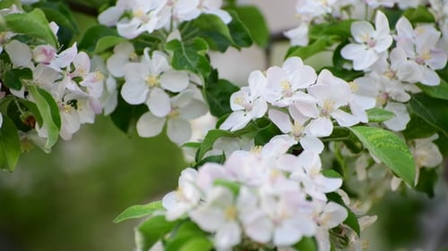 Branch of Blossoming Apple Tree in Spring