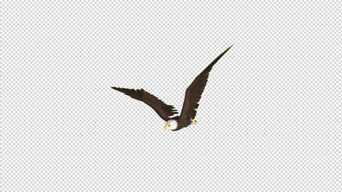 Eagle - Bald - Flying Transition 05 - 4K