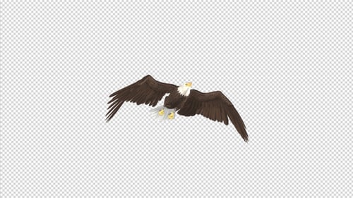 Eagle - Bald - Flying Transition 04 - 4K