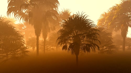 Panorama del bosque de palmeras
