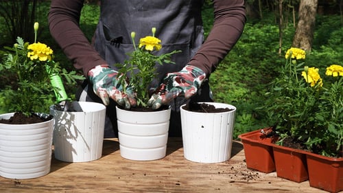 Person Planting Yellow Flowers in Garden