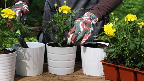 Gardener Planting Marigold Seedlings in Garden Pots
