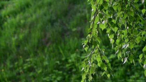 Birke mit jungen Blättern im Frühling
