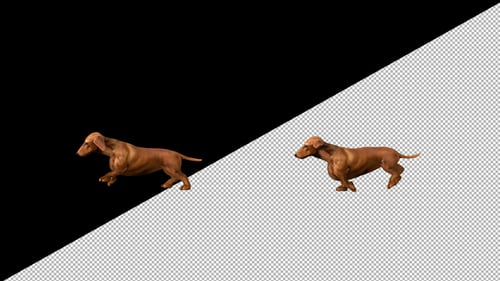 Dachshund Walk